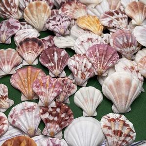 Gorgeous Folded Scallop Seashells Mixed Lot for Jewelry DIY or Nautical Decor